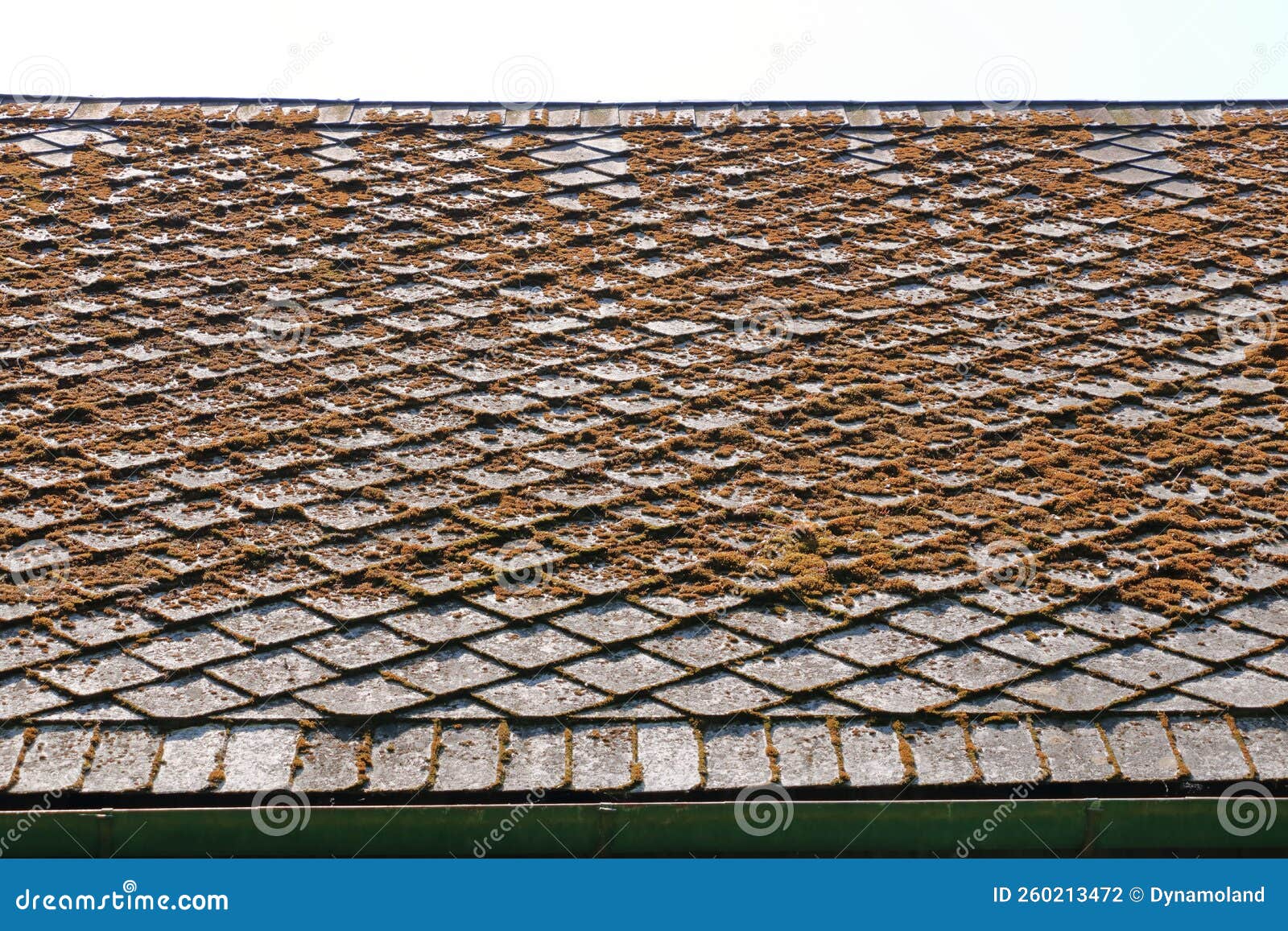 Moss and Algae on Slate Roof Tiles Stock Photo Image of lichen, mould