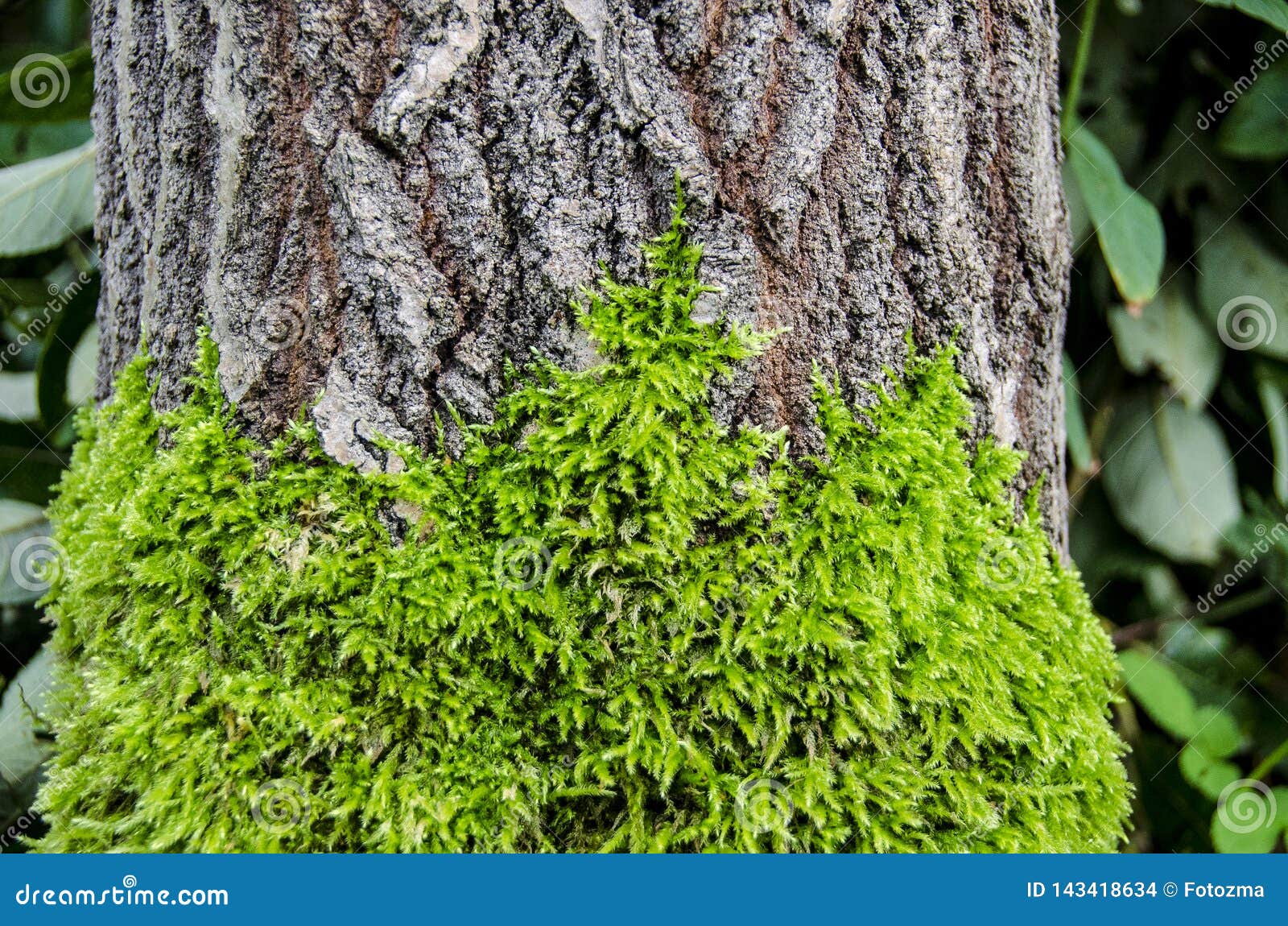 Moss on bark of tree stock photo. Image of moss ...