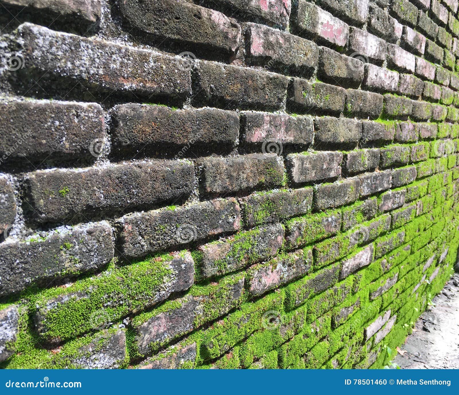 Moss on Brick wall stock photo. Image of green, block 78501460