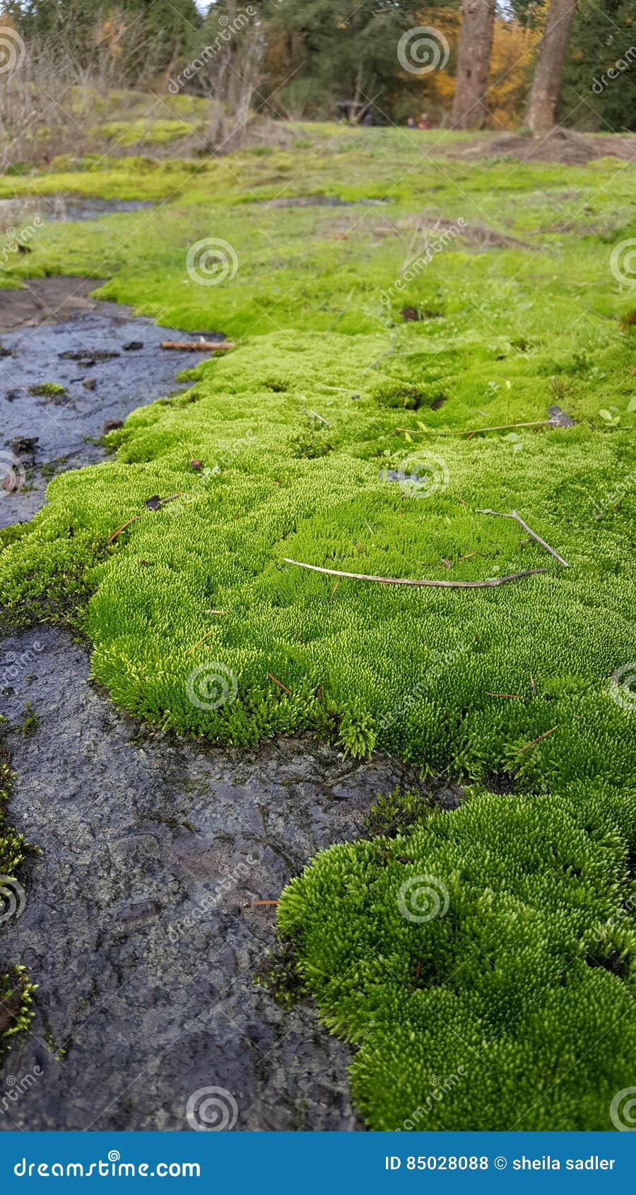 Moss Carpet fotografia stock. Immagine di muschio, bellezza 85028088
