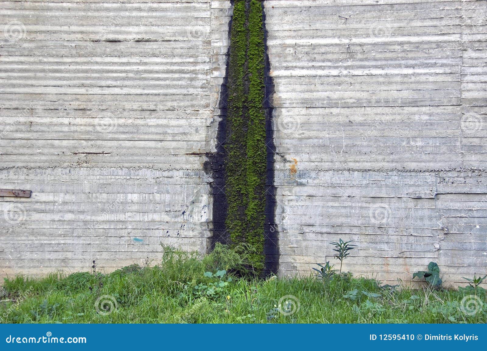 Moss on concrete stock photo. Image of closeup, background 12595410