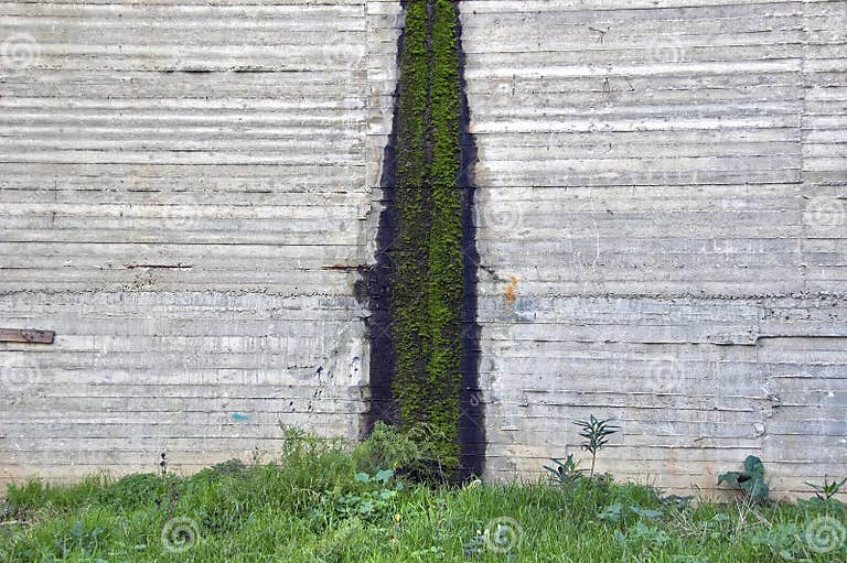 Moss on concrete stock photo. Image of closeup, background 12595410