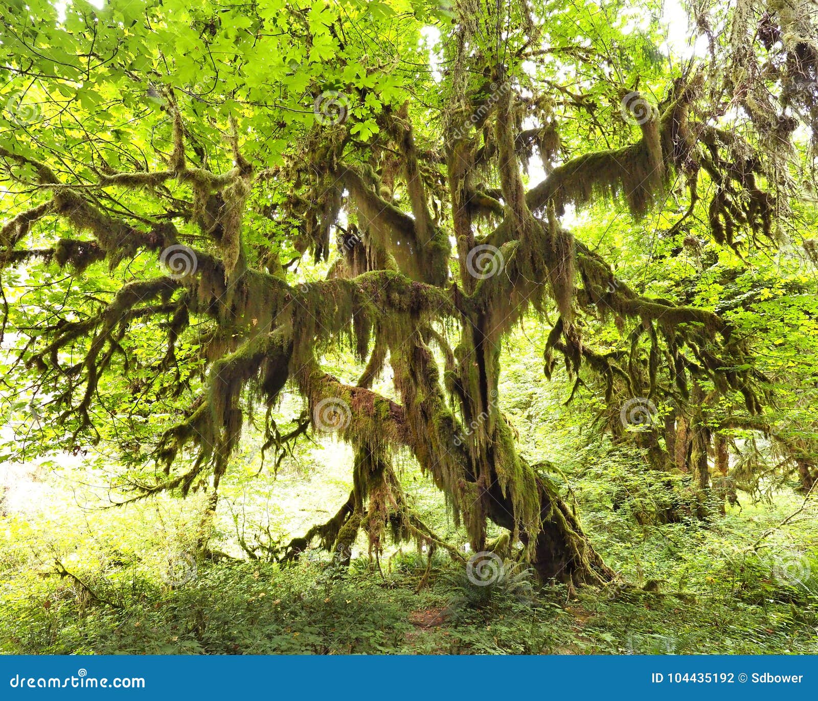 Moss Covered Big Leaf Maple Tree in Olympic National Park Stock Photo