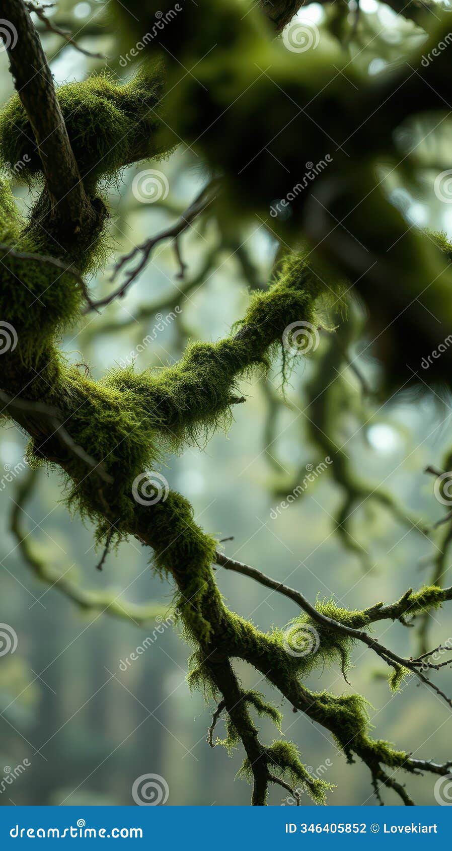 moss-covered branches in a misty forest create a serene atmosphere during early morning hours