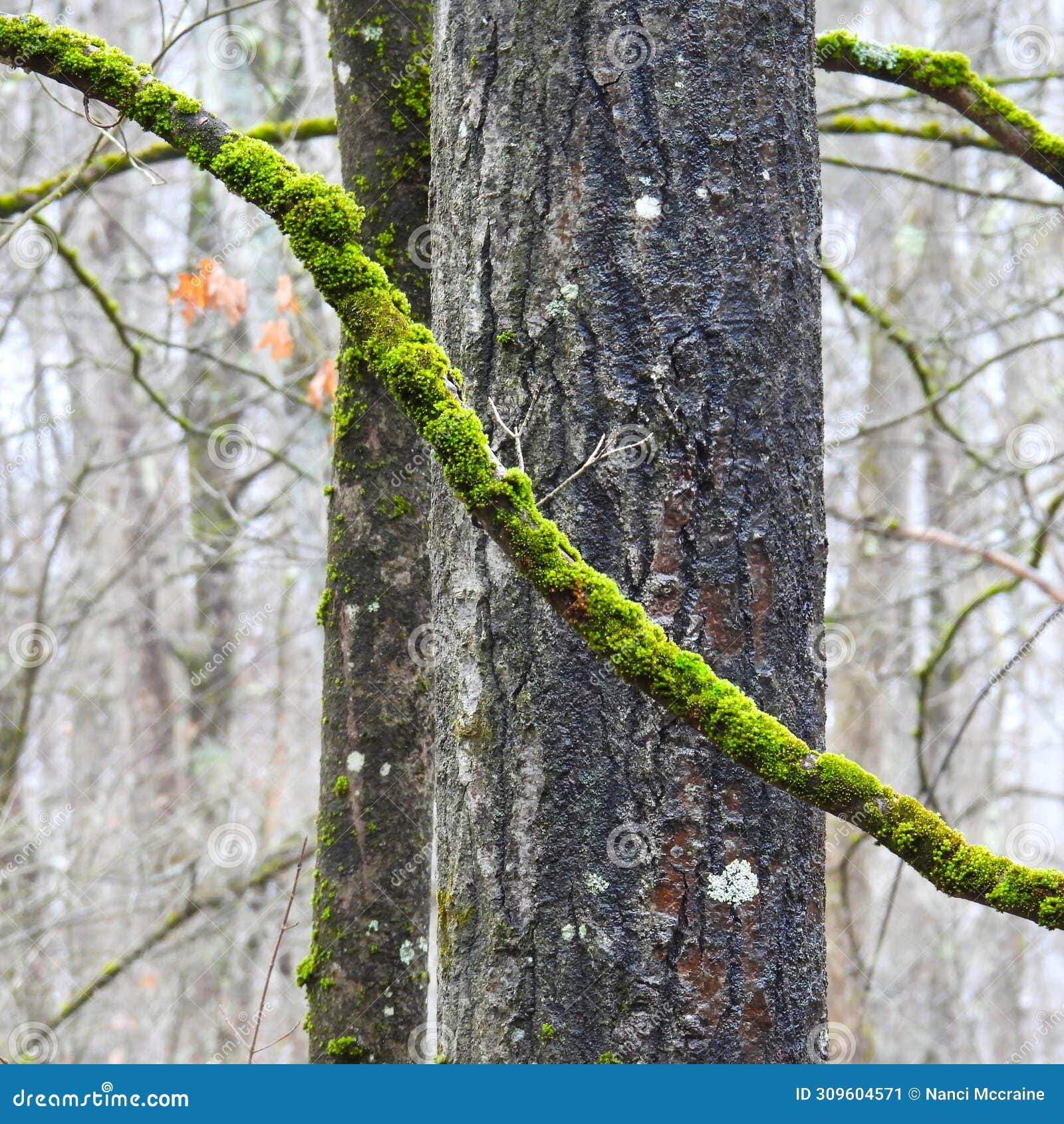 green moss covers branches in winter forest in upstateny