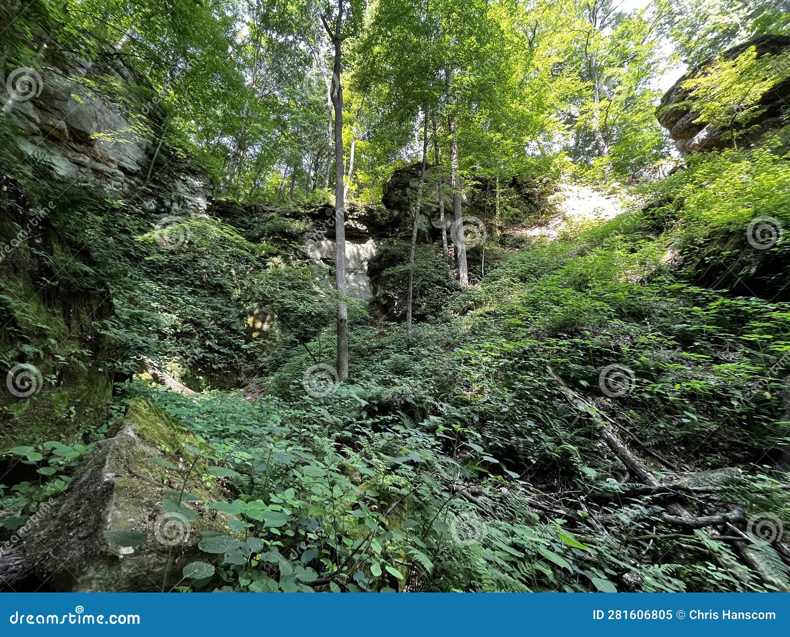Moss Covered Cliffs in Fern Cliff Nature Preserve Stock Image Image