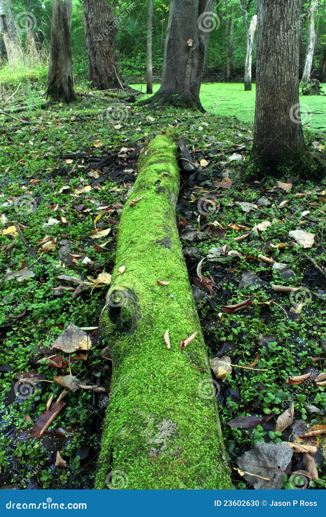 Moss Covered Bridge And Trail Stock Photography