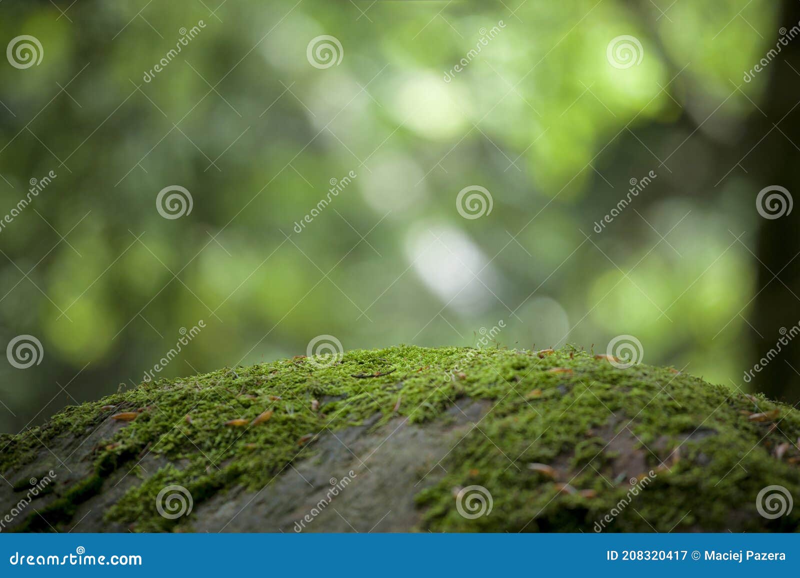 Moss Covered Rock in the Foreground with Out of Focus Forest Background