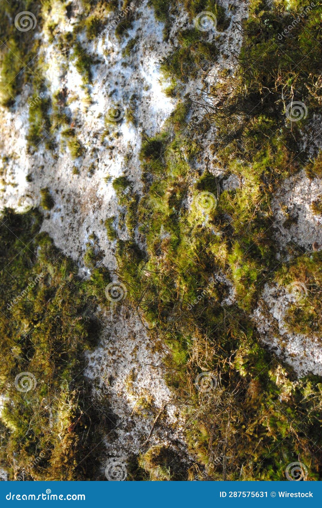 Mosscovered Rock in a Forest on a Sunny Day Stock Image Image of