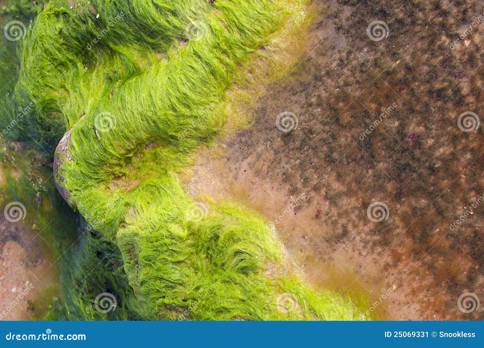 Moss covered rocks on South American beach