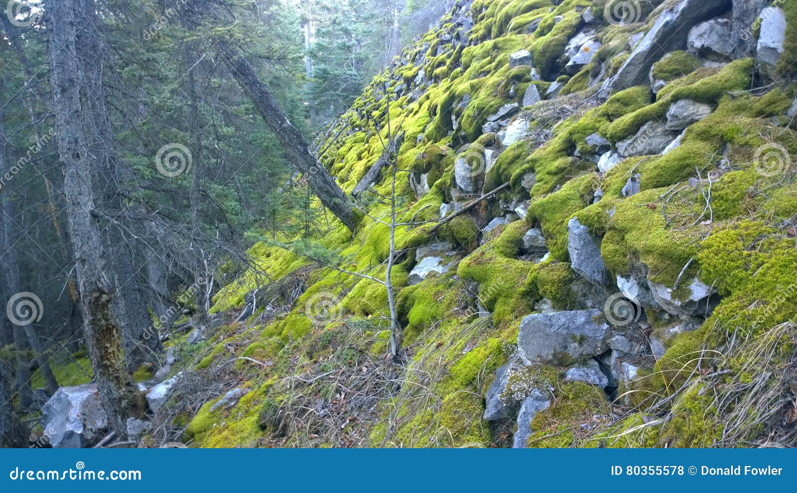 Moss Covered Rocks, Banff National Park, Canada Stock Photo Image of