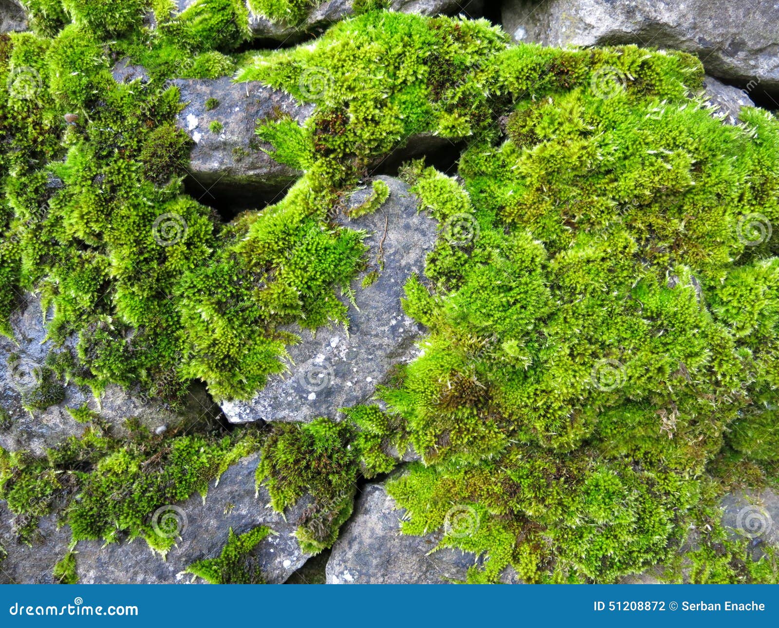 Moss Covered Rocks On A Rainy Day Stock Photo - Download Image Now