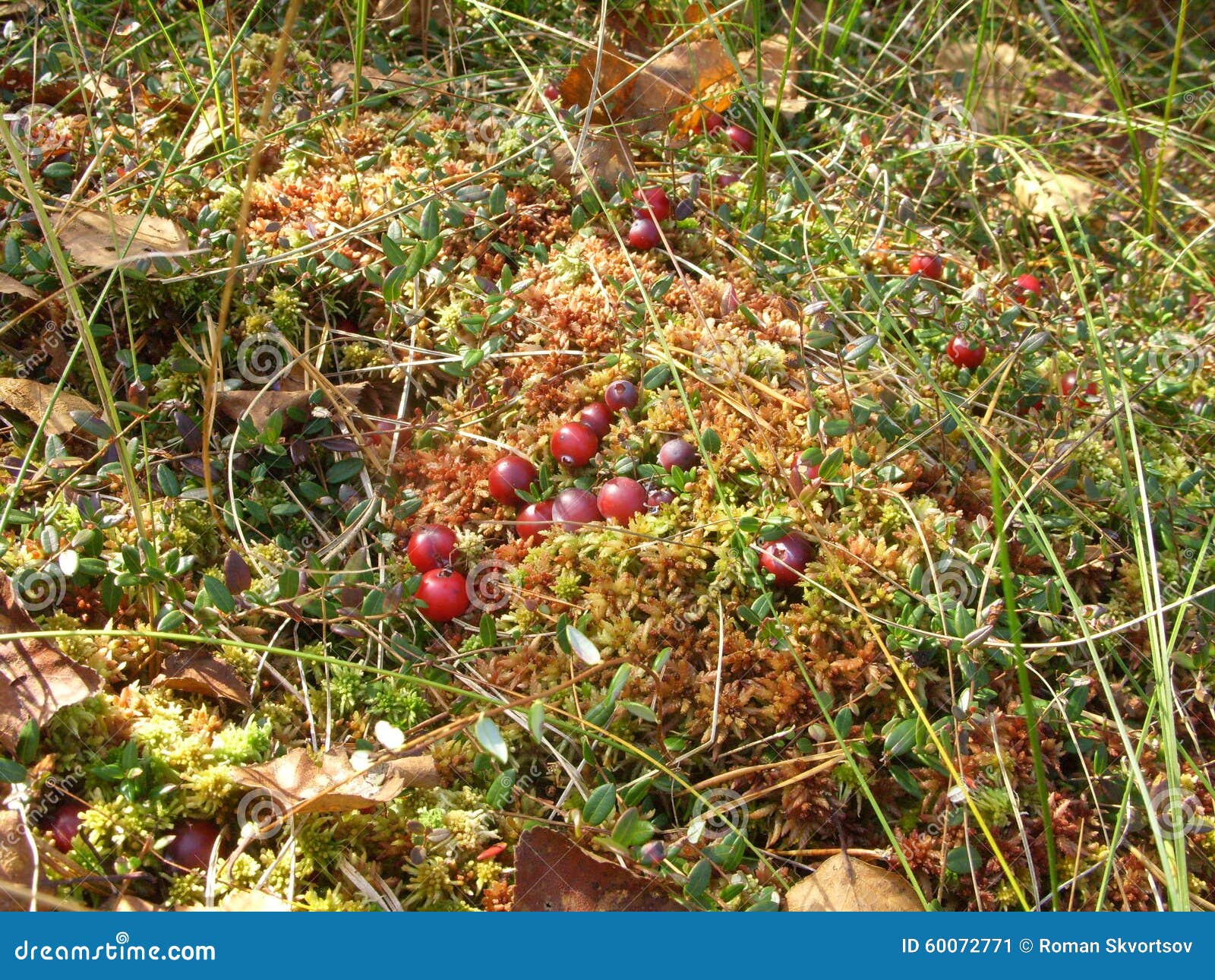 Moss and cranberries stock image. Image of texture, marsh 60072771
