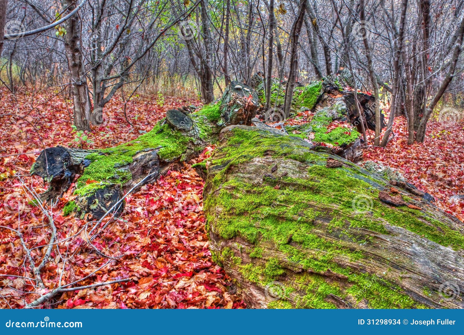 moss on downed trees in hdr high dynamic range