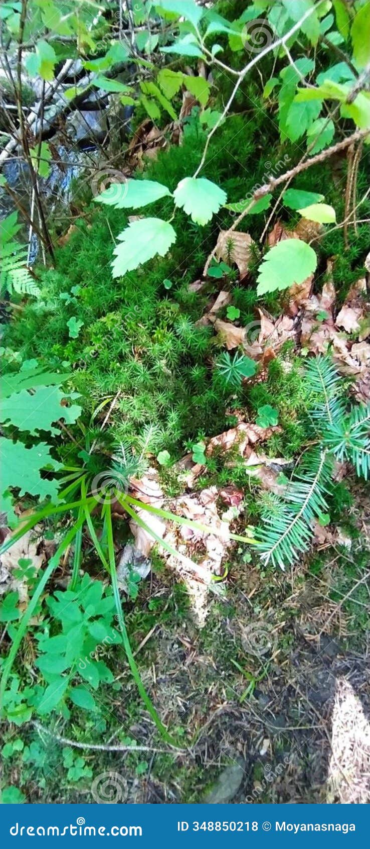 moss, dry leaves and tree foliage in a forest in yaremche, ukraine