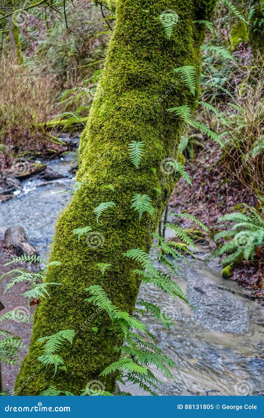 Moss and Ferns stock image. Image of ferns, state, tree 88131805