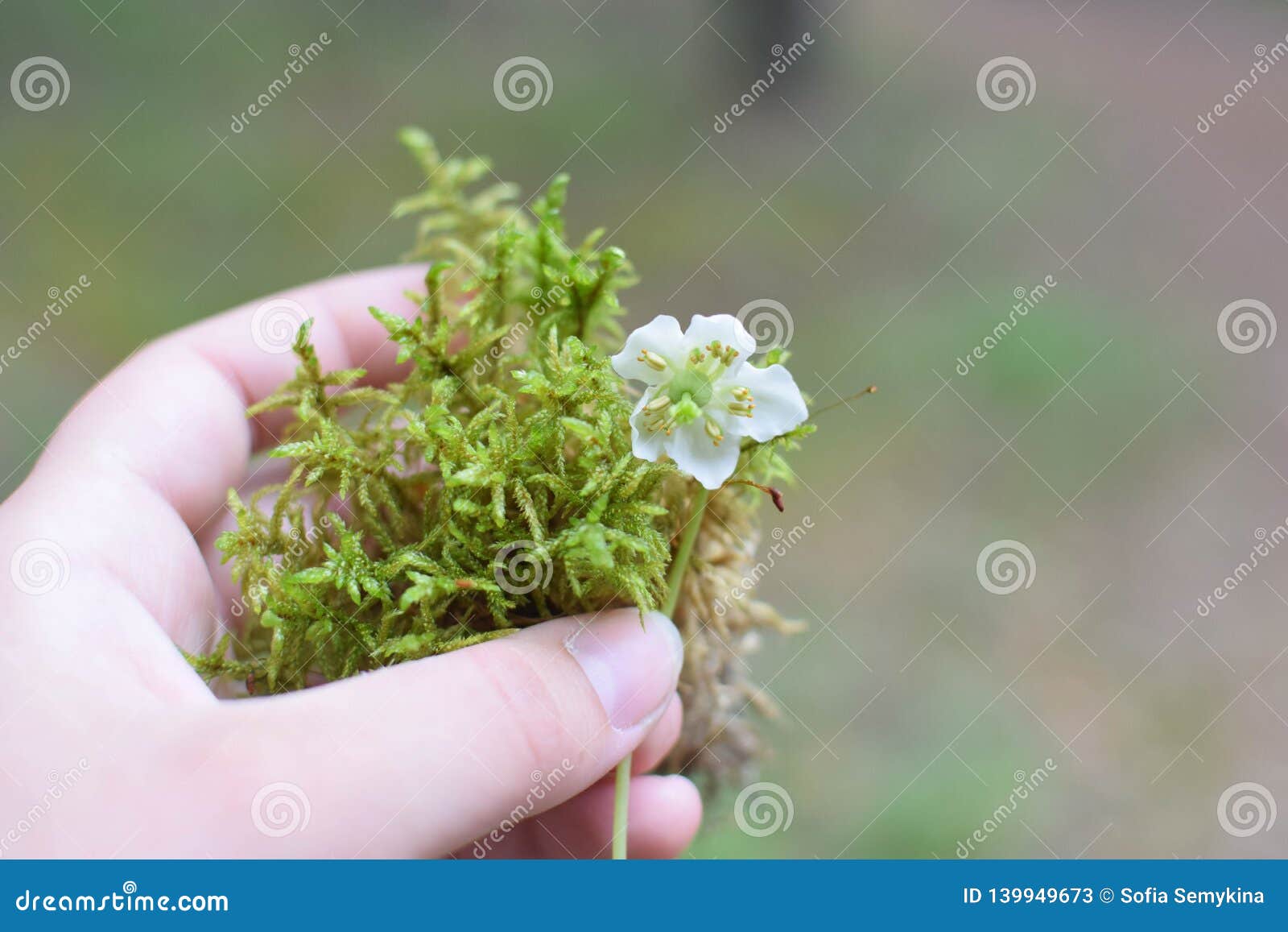 Moss and flower stock image. Image of plant, moss, tourist 139949673