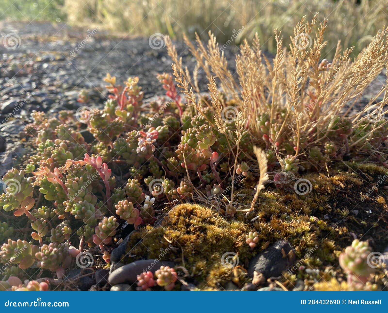 Moss and Flowers Growing on Stone Stock Photo Image of produce