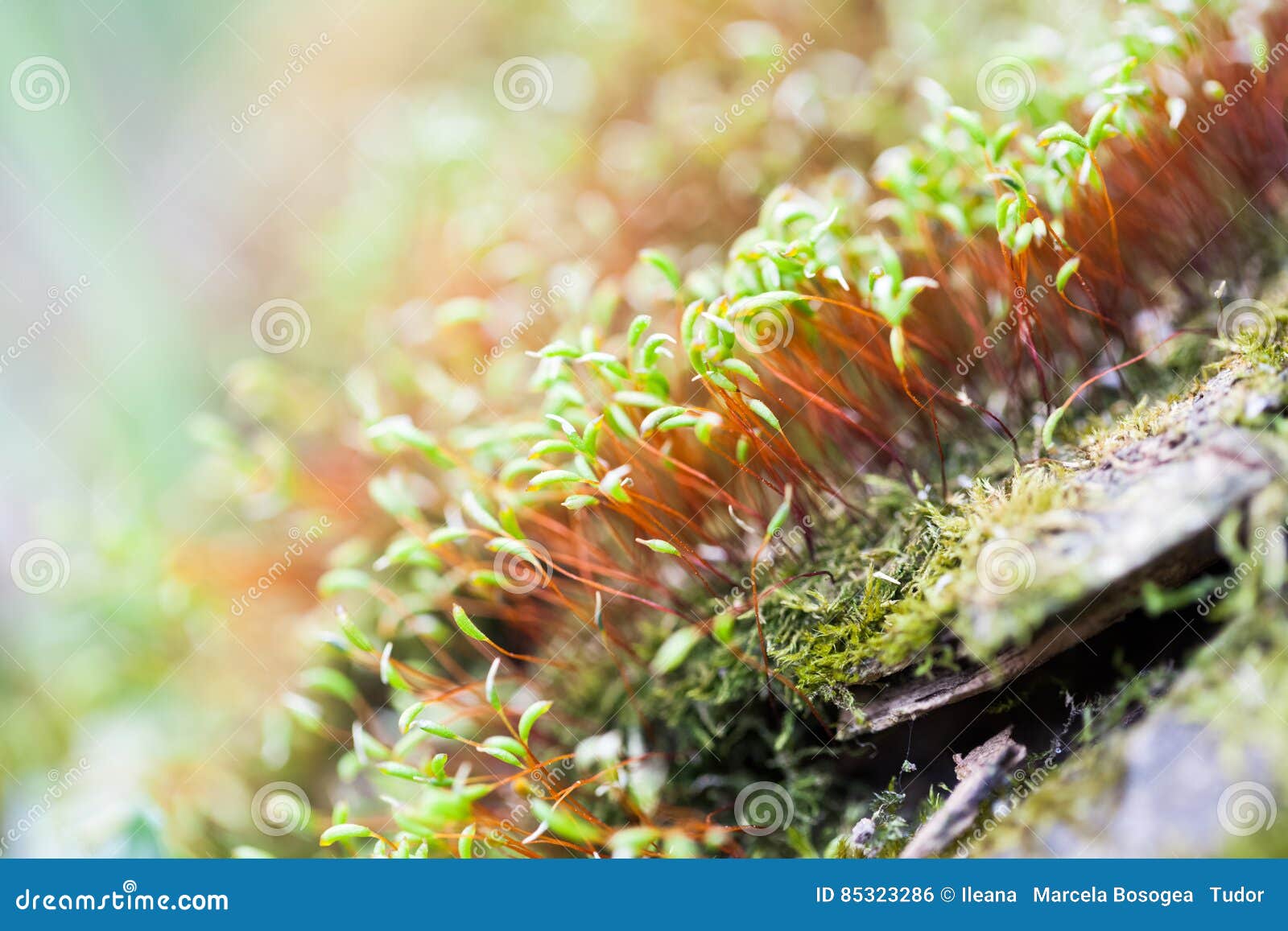 Moss flowers in spring stock photo. Image of grass, light 85323286