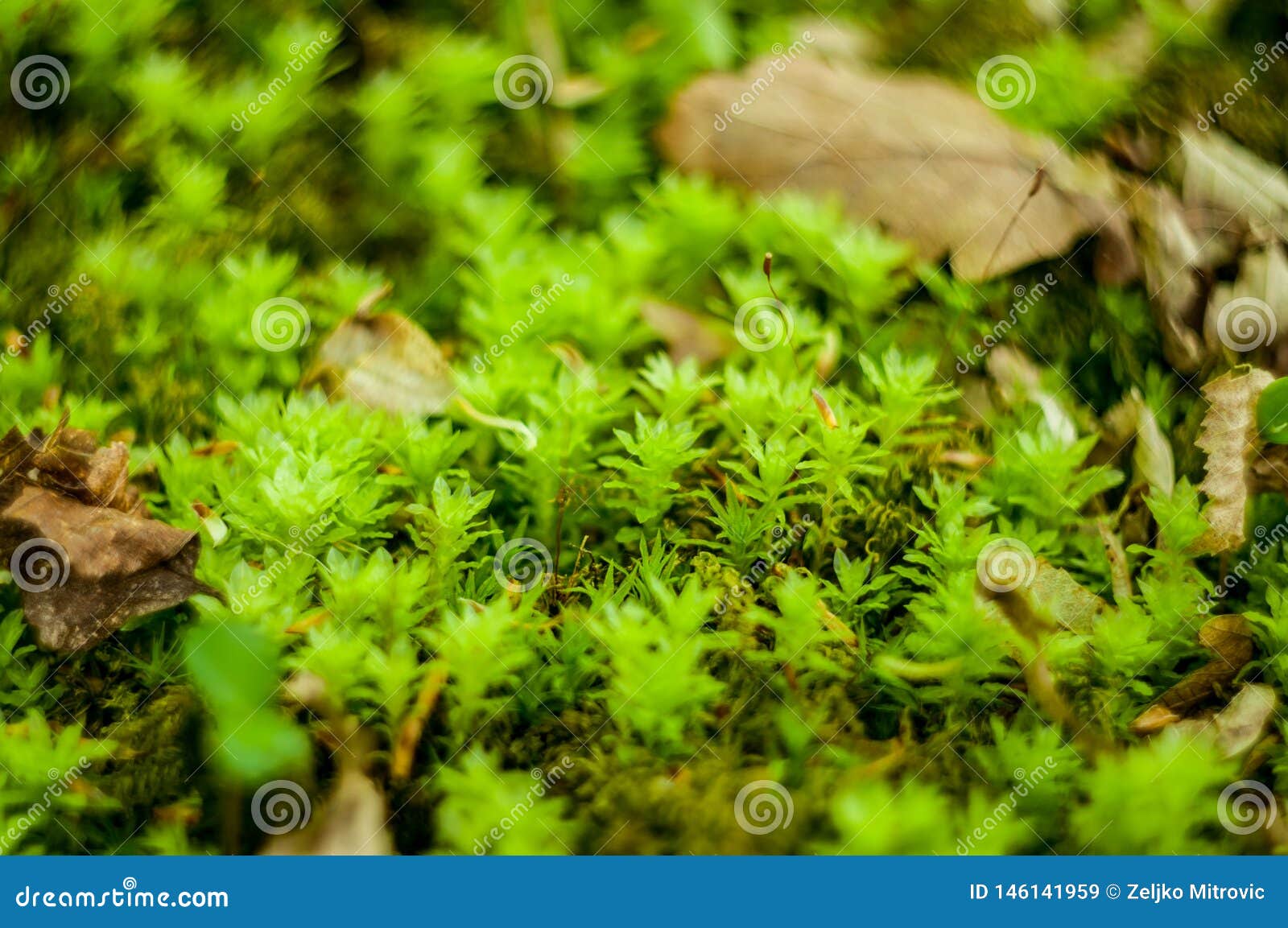 Moss On The Forest Floor Forest Litter Bryophyta Sensu Lato Stock