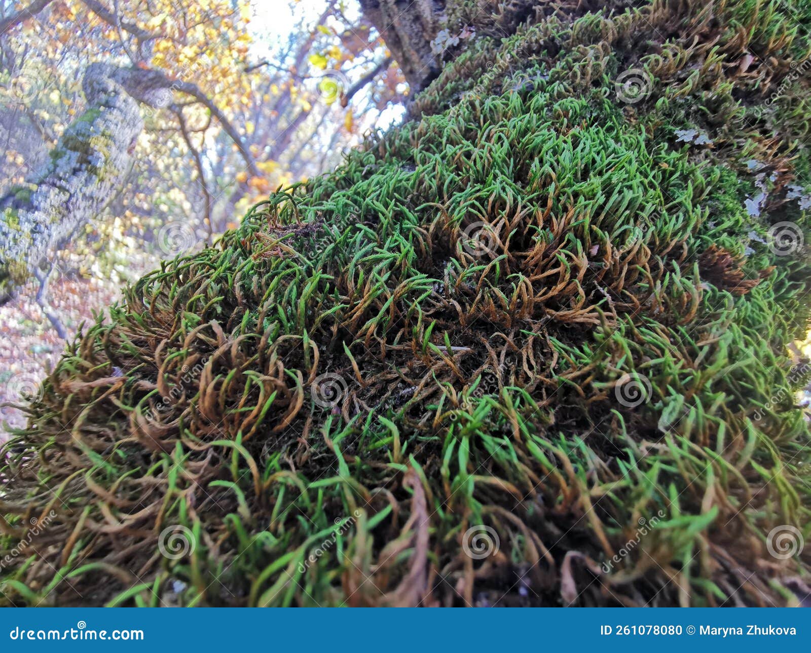 Moss in the Forest on a Tree. Green Forest Cover, Natural Compass Stock