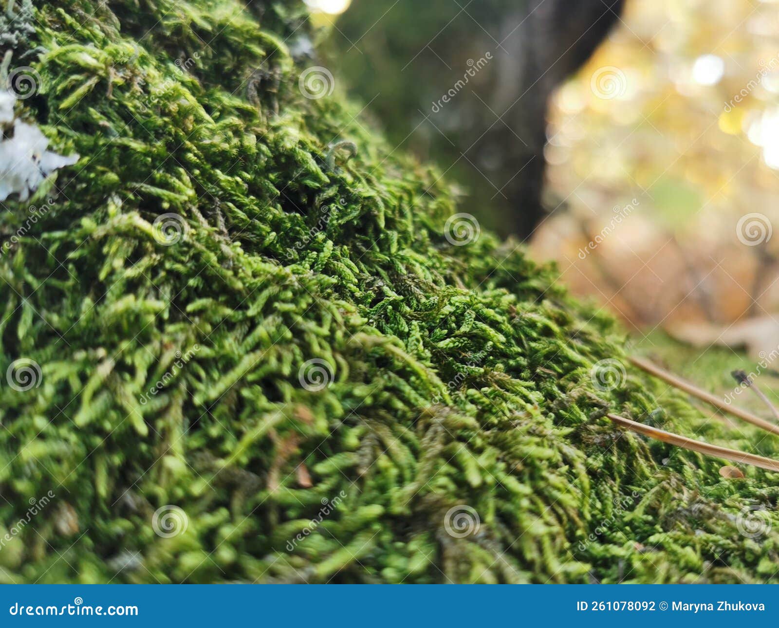 Moss in the Forest on a Tree. Green Forest Cover, Natural Compass Stock