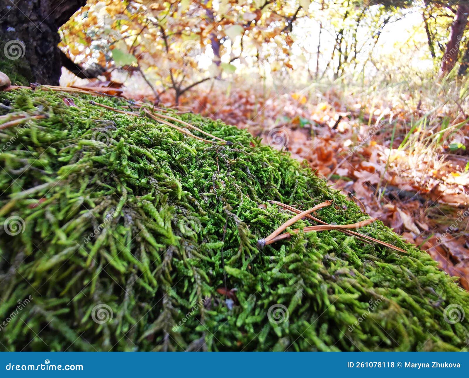 Moss in the Forest on a Tree. Green Forest Cover, Natural Compass Stock