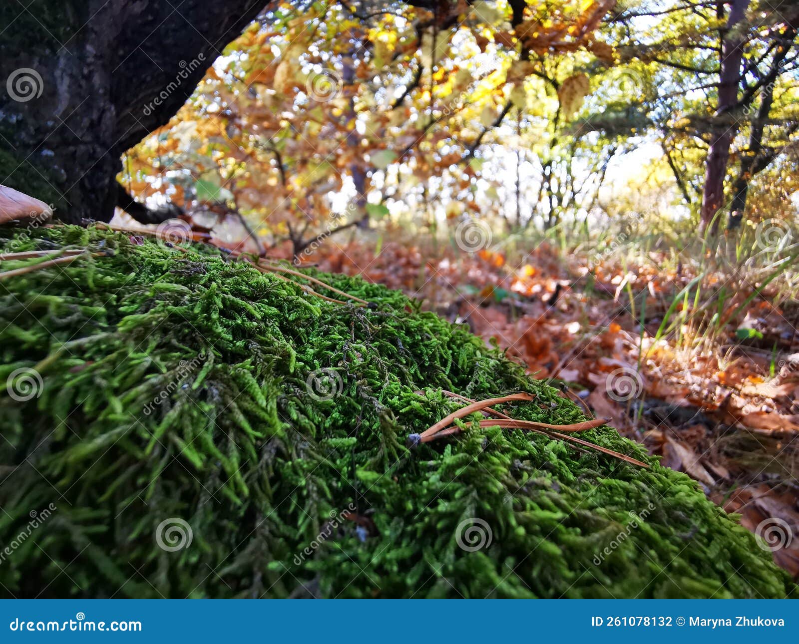 Moss in the Forest on a Tree. Green Forest Cover, Natural Compass Stock