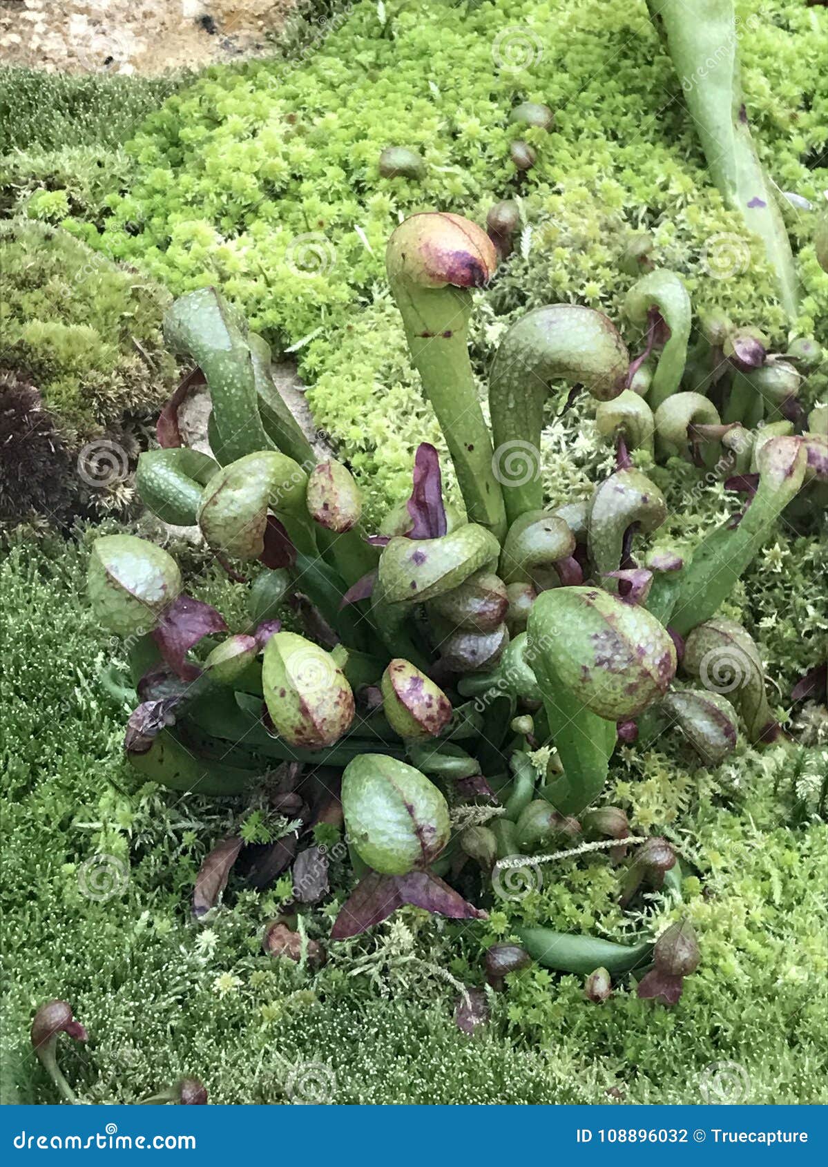 Carnivorous plants stock photo. Image of plants, moss 108896032