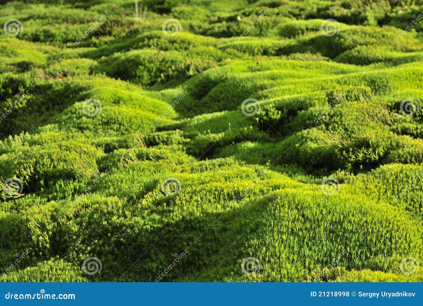 Moss green background. stock photo. Image of design, haircap - 21218998
