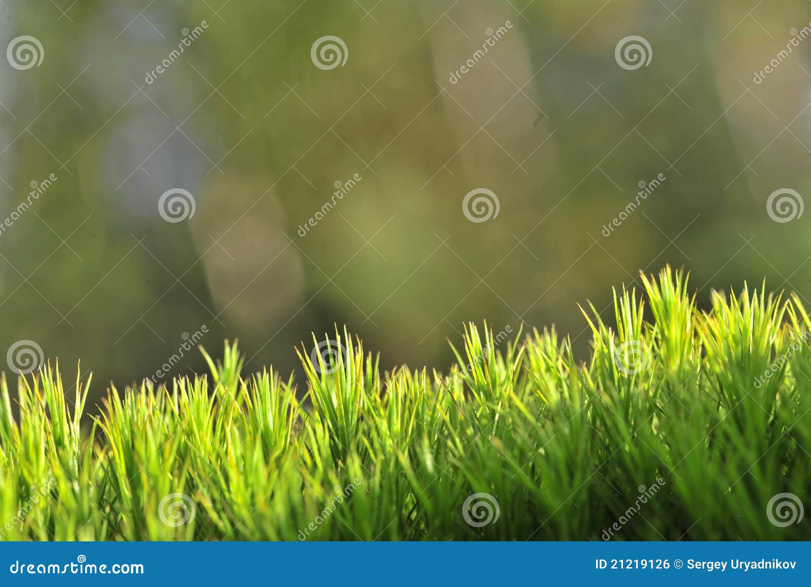 Moss green background. stock photo. Image of herb ...