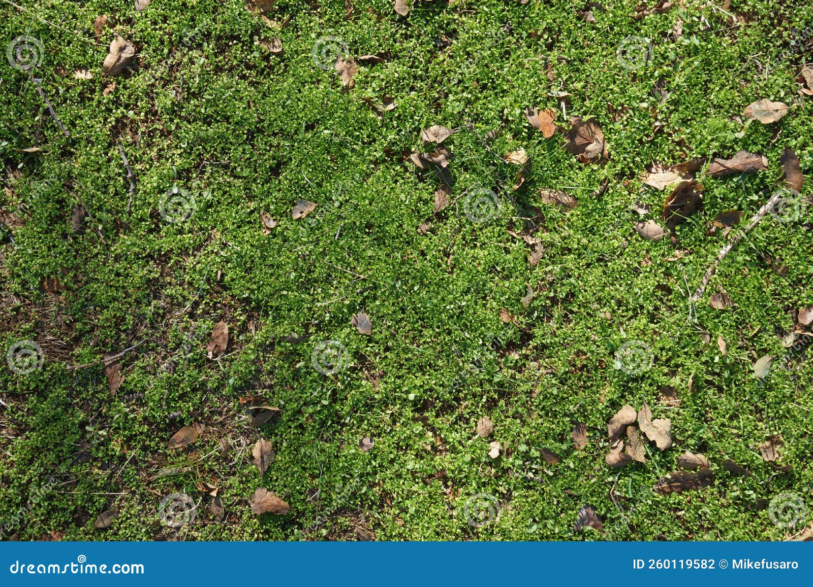 Moss ground background stock photo. Image of forest 260119582