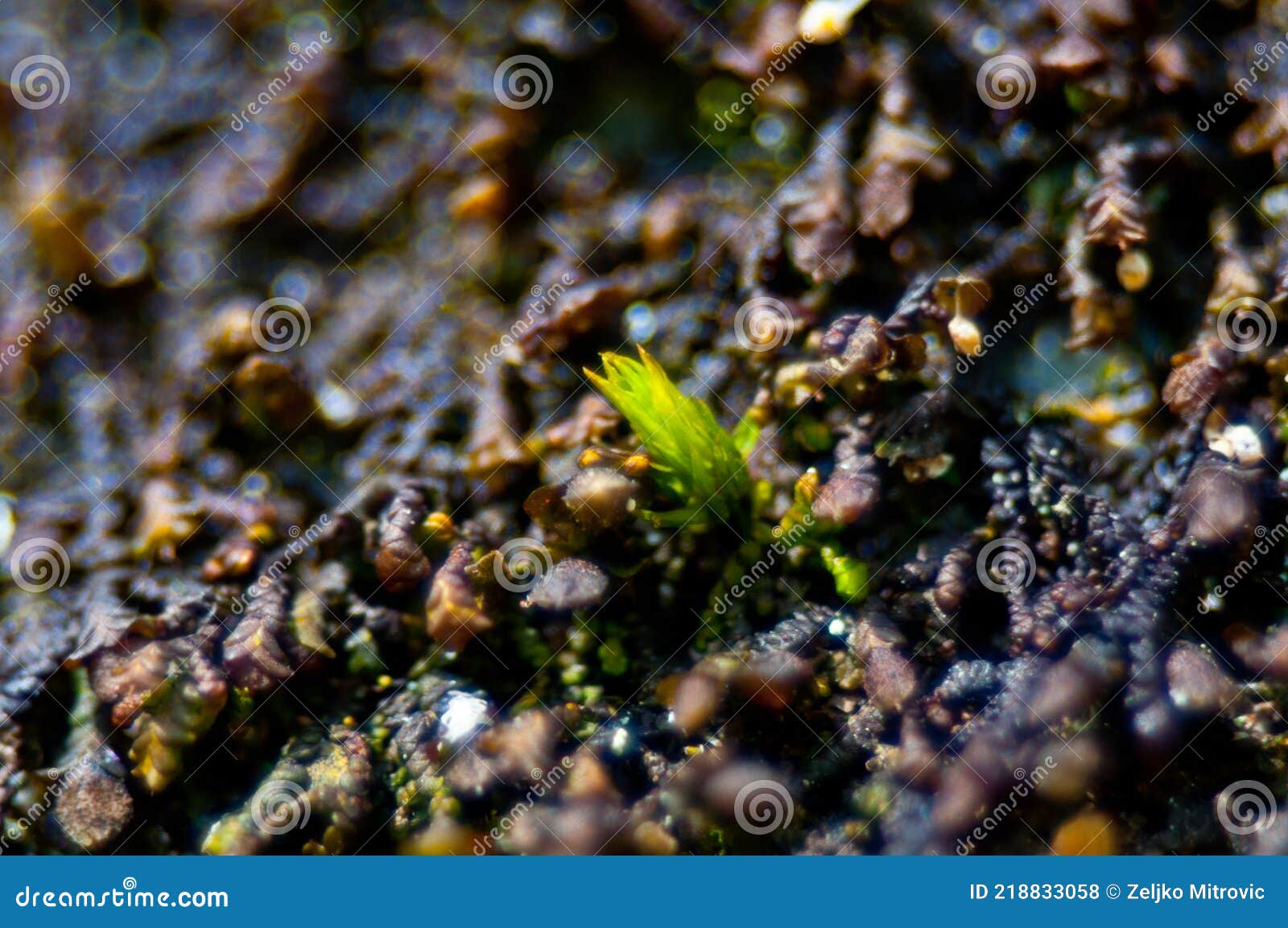 Moss, Bud, Moisture, Forest, Stones, Rocks Stock Photo Image of