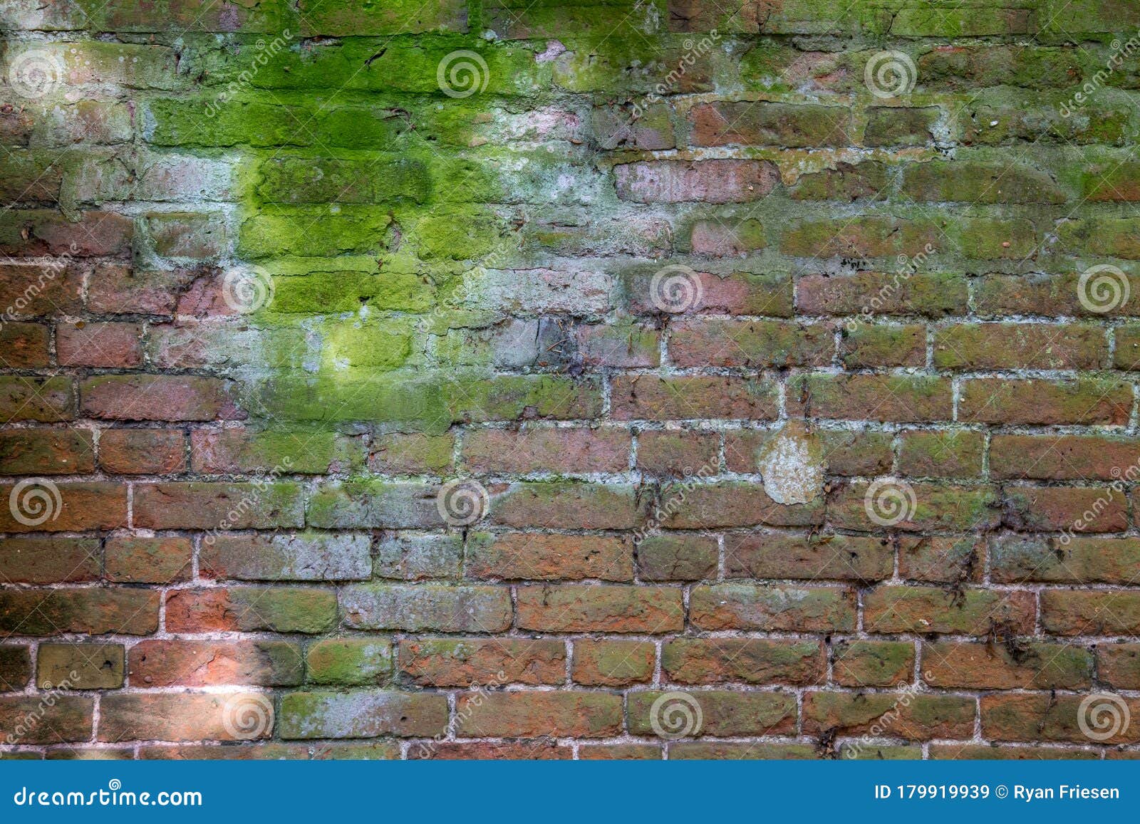 Moss growing on brick wall stock image. Image of moss 179919939