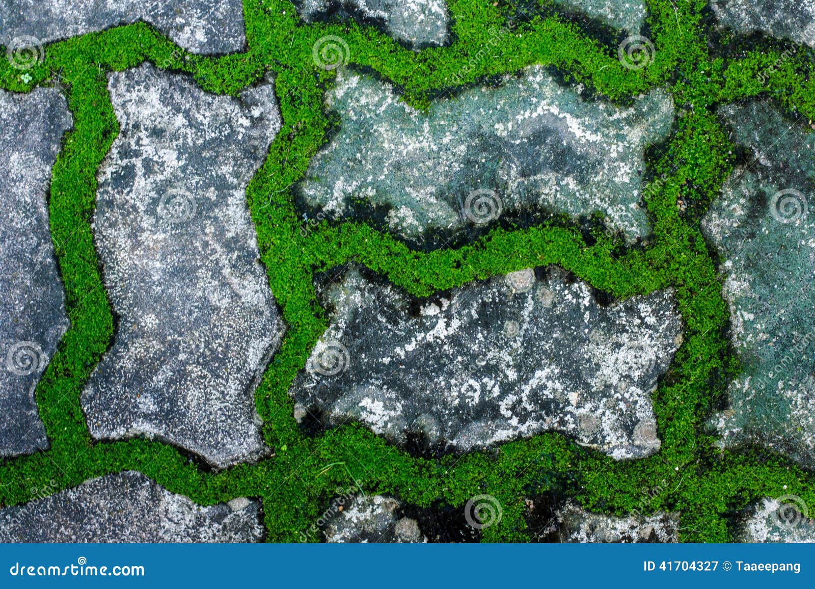 Moss Growing on the Concrete Floor. Stock Image Image of bark, grass