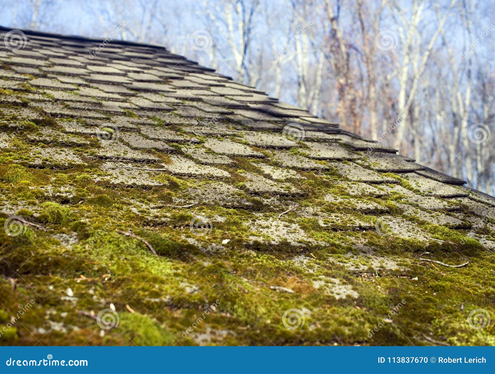 Moss Growing on House Shingles Stock Photo Image of wild, residence