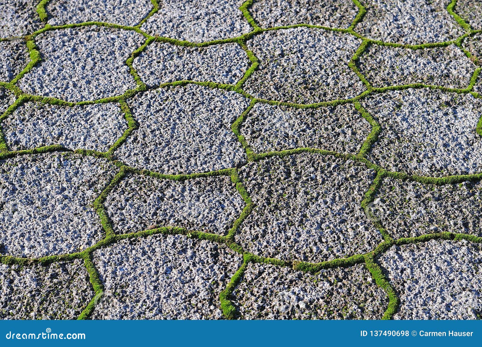 Moss Growing between Paver Stones Stock Photo Image of urban, mossy
