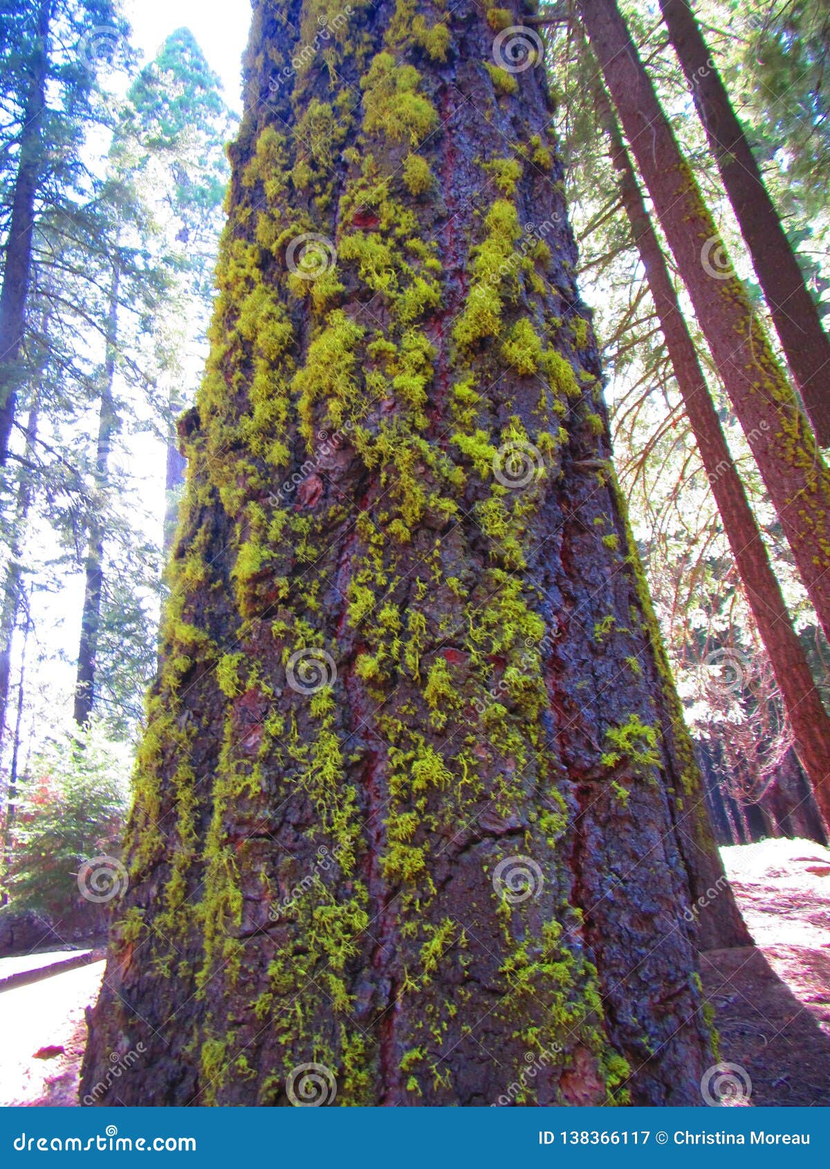 moss growing on trunk of giant sequoia sequoiadendron giganteum along the trail of a hundred giants sequoia national forest
