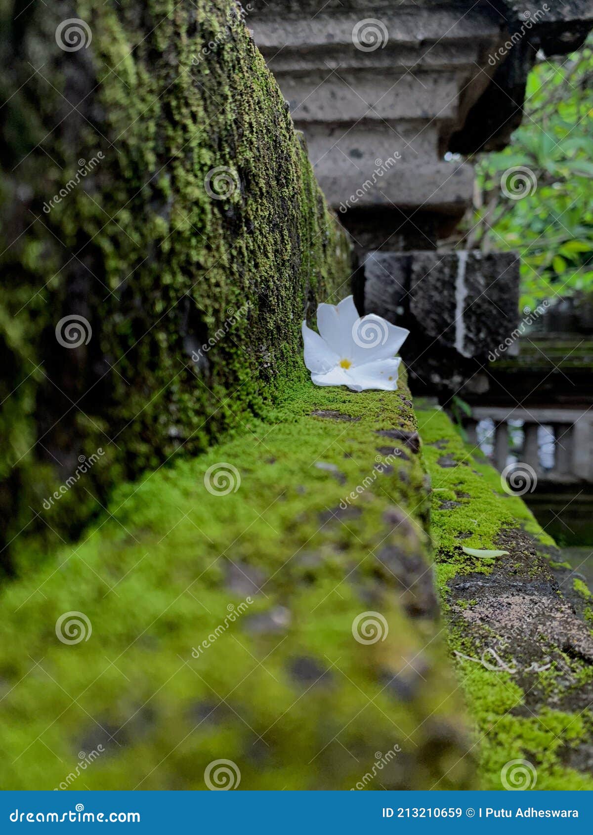 Moss Growing and White Flowers on the Walls of a Temple in Bali Stock
