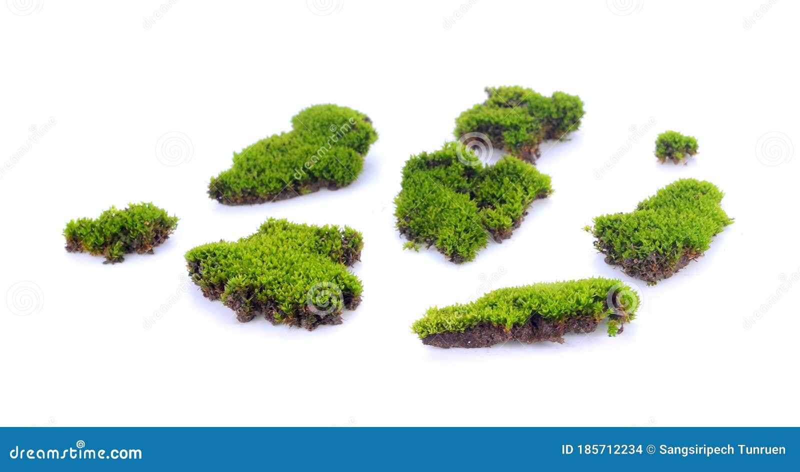 Moss Isolated on White Background Stock Photo - Image of color ...