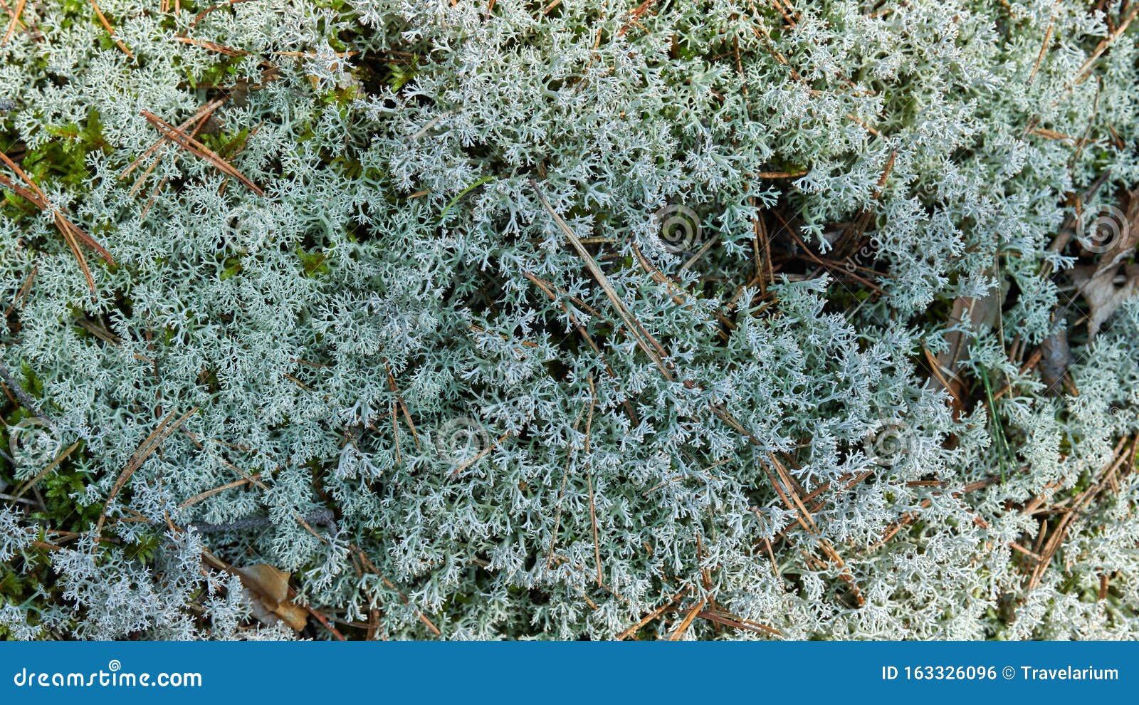 Lichen - Reindeer Moss (Icelandic Moss) Moss Green