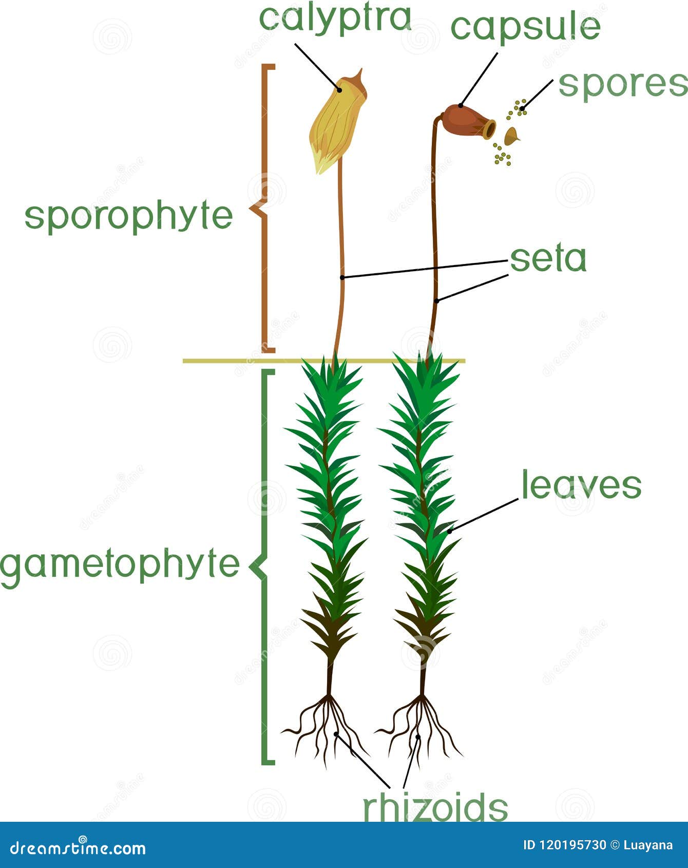 Moss Life Cycle. Diagram of Life Cycle of Common Haircap Moss ...