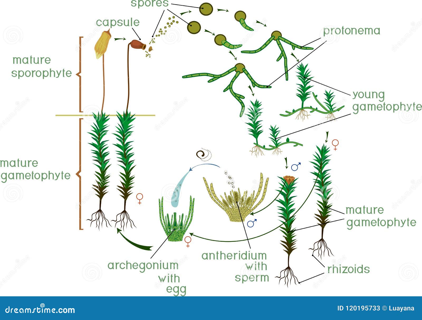 moss life cycle. diagram of life cycle of common haircap moss polytrichum commune
