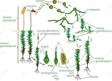 Moss Life Cycle. Diagram of Life Cycle of Common Haircap Moss ...