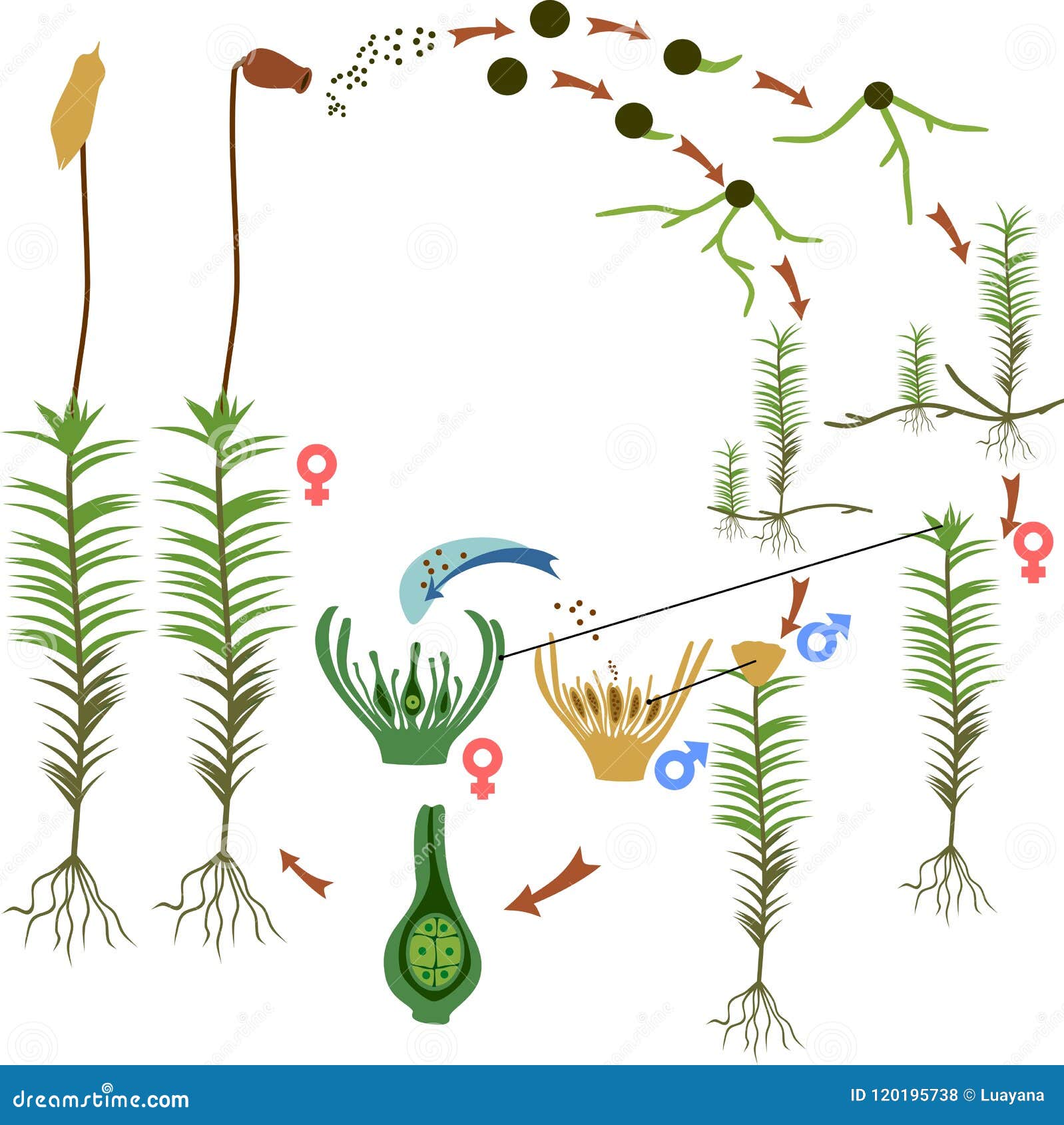 Bryophyta and Hepatophyta Diagram Quizlet