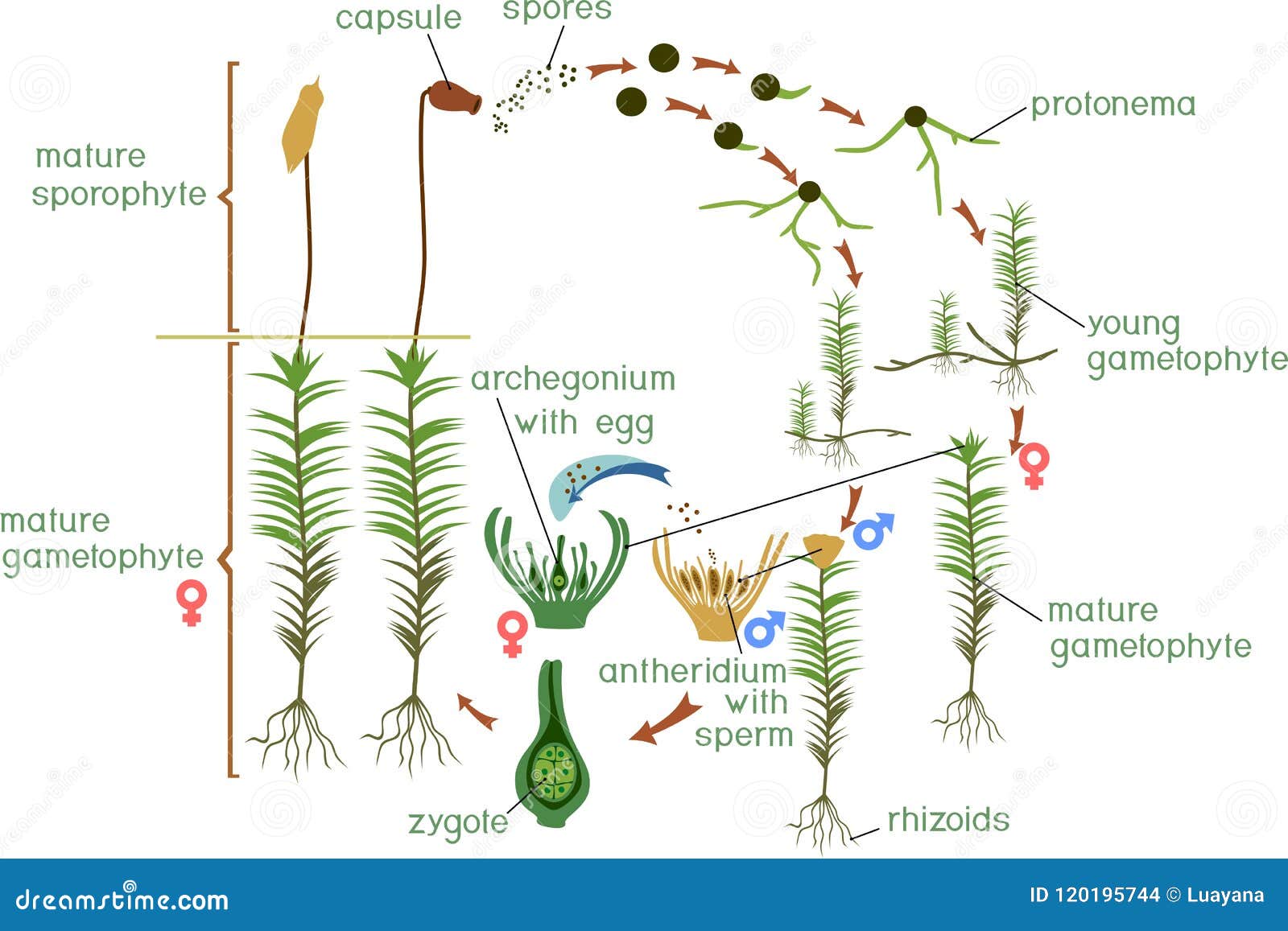 moss life cycle. diagram of life cycle of common haircap moss polytrichum commune