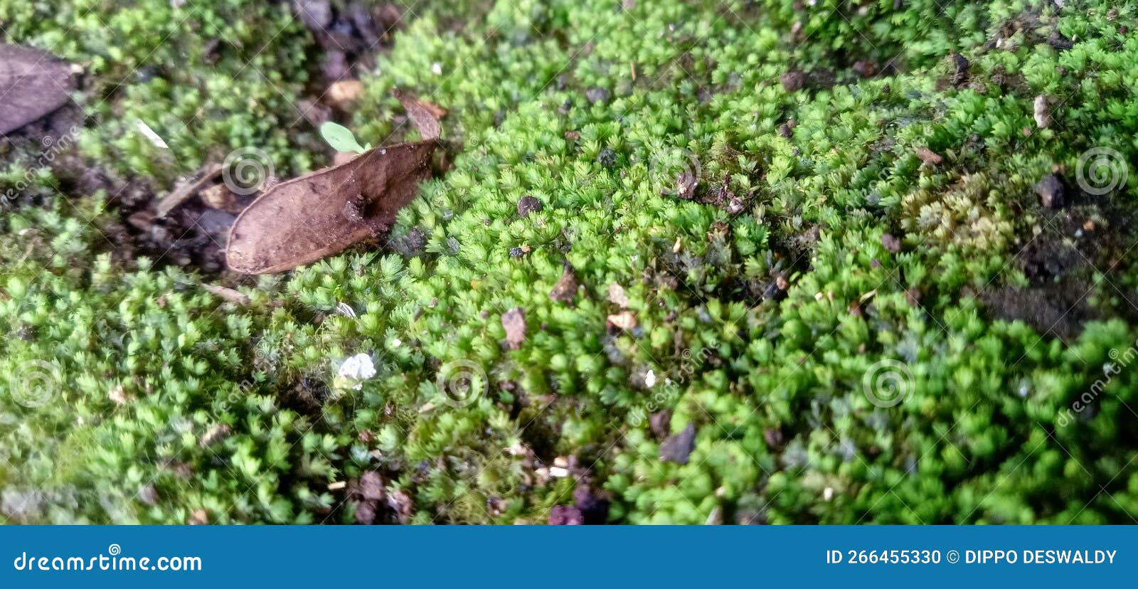 MOSS on MOIST SOIL stock photo. Image of moist, fertilizer 266455330