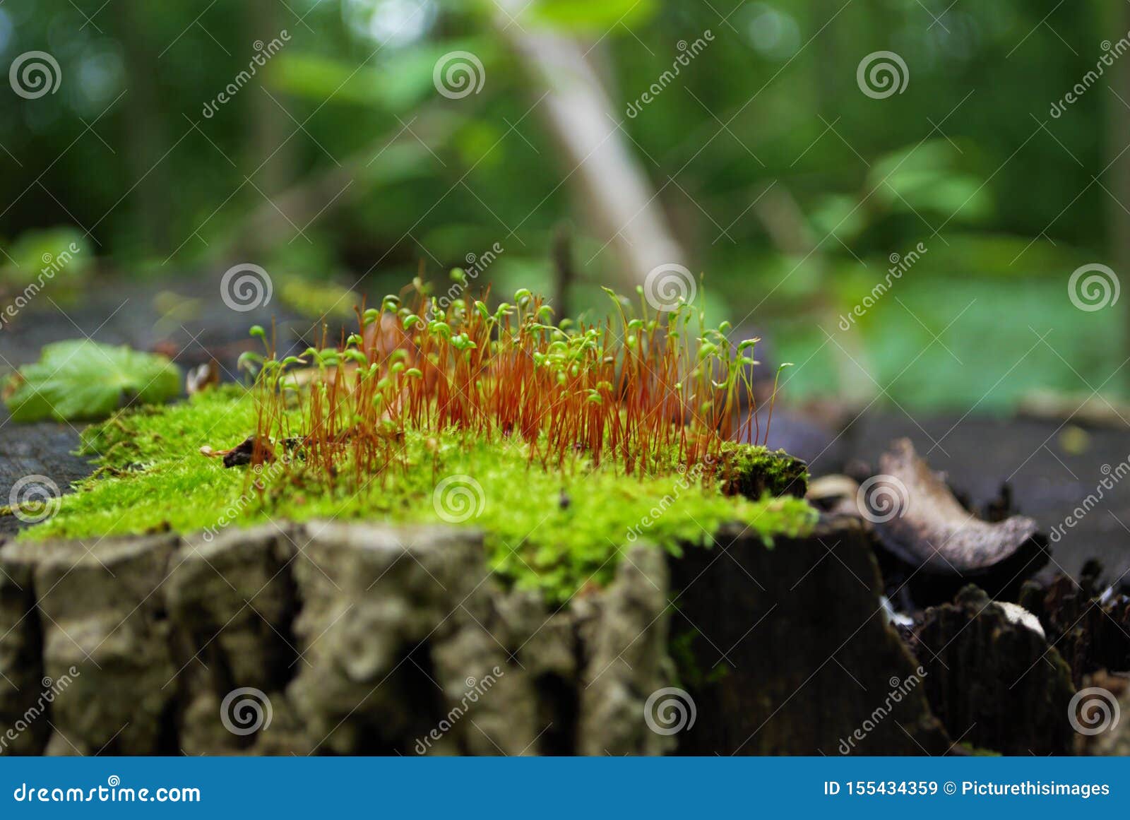 Moss and New Growth on Tree Stump Stock Image Image of concept, dead