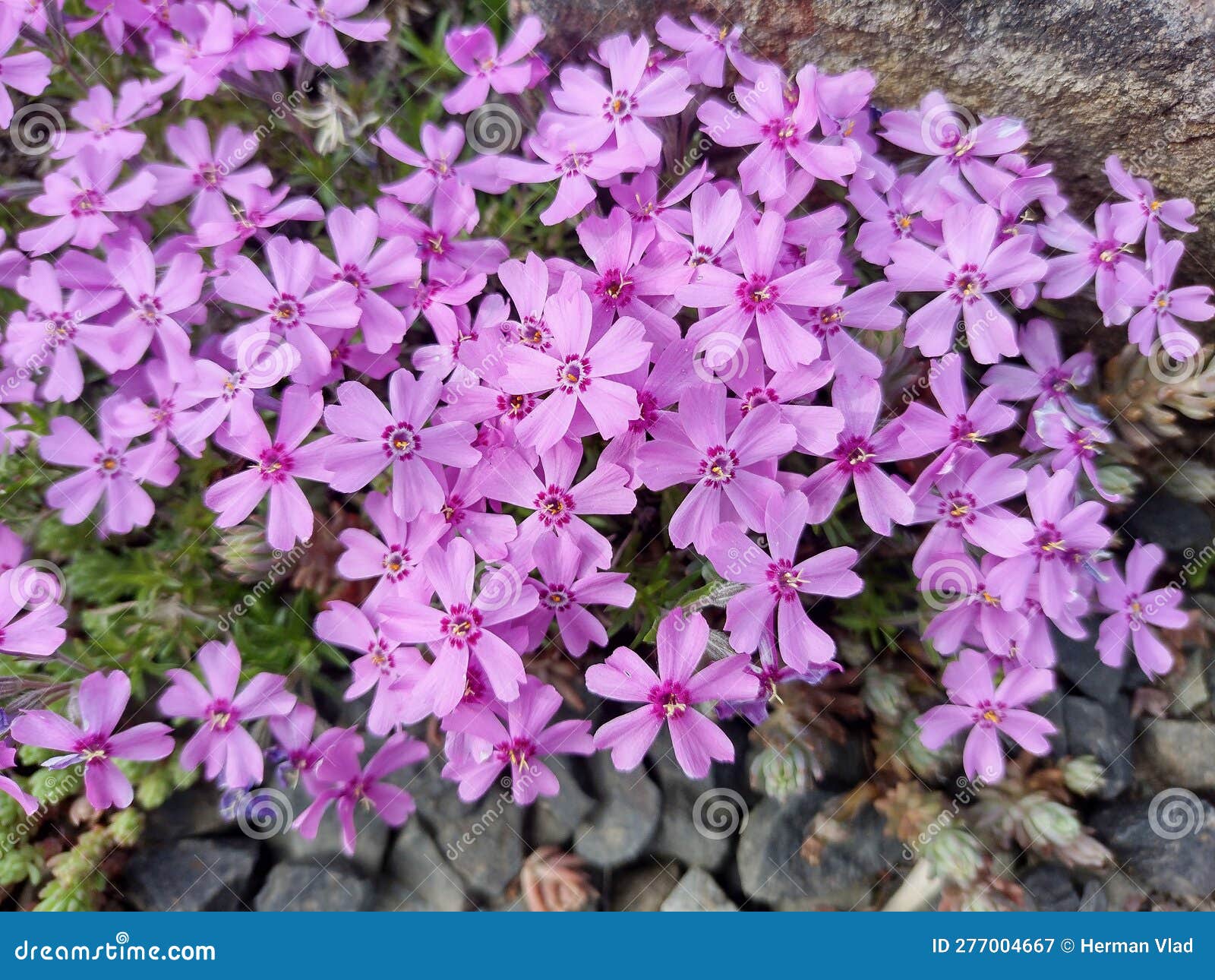 Moss Phlox Flowers. Phlox Subulata Stock Image Image of macro, outdoor 277004667