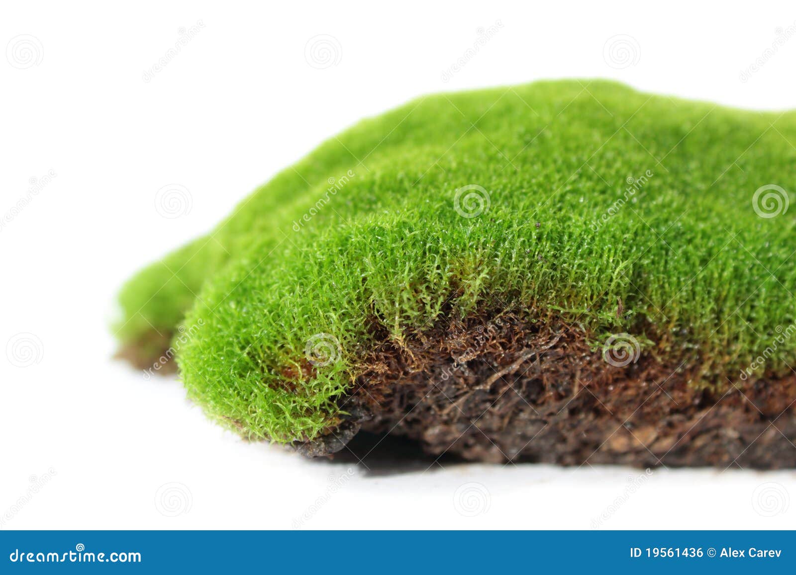 moss plant 19561436